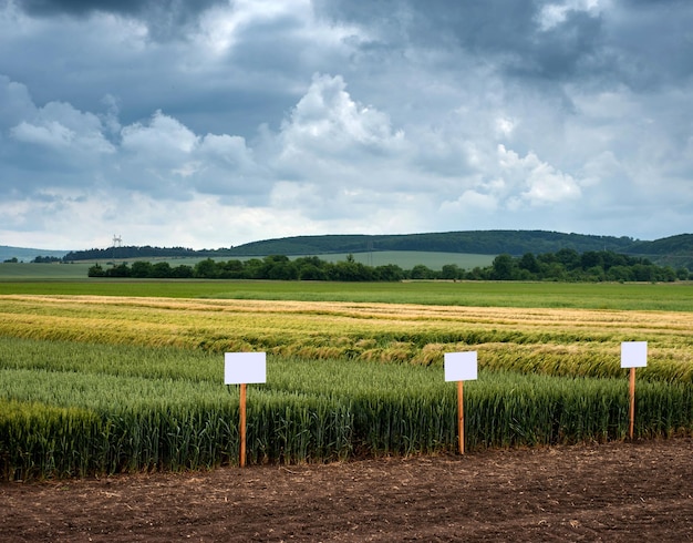 grano invernale su appezzamenti di dimostrazione di varie varietà con segni bellissimi paesaggi