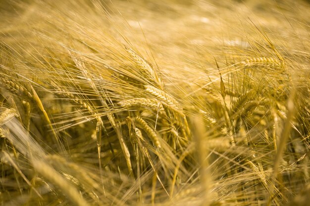 Grano maturo al tramonto Paesaggio