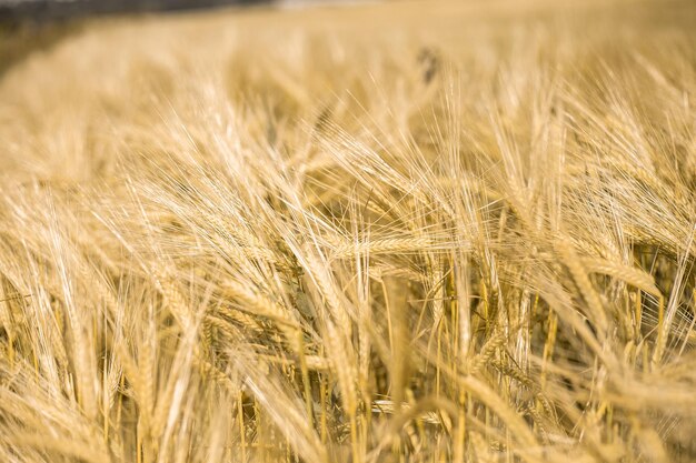 Grano maturo al tramonto Paesaggio