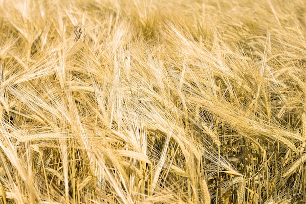 Grano maturo al tramonto Paesaggio