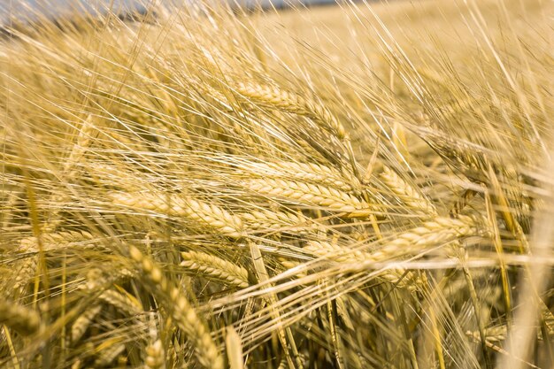 Grano maturo al tramonto Paesaggio