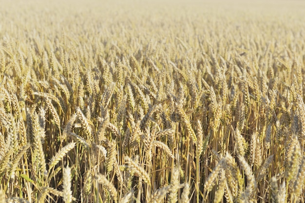 Grano maturo dorato che cresce in un campo