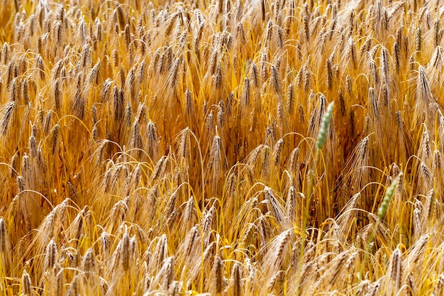 Grano maturo dorato nel campo