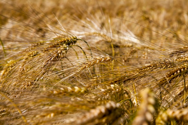 Grano maturo dorato nel campo