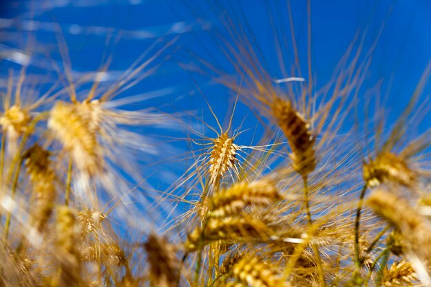 Grano maturo dorato nel campo