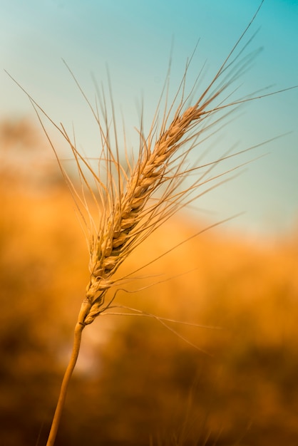 Grano maturo dorato