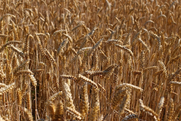 Grano maturo giallo in primo piano estivo.