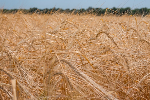 Grano maturo sul campo, raccolta