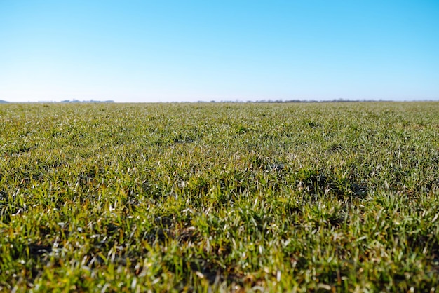 Grano nel campo Agricoltura sfondo Verde campo di grano giovane in inverno