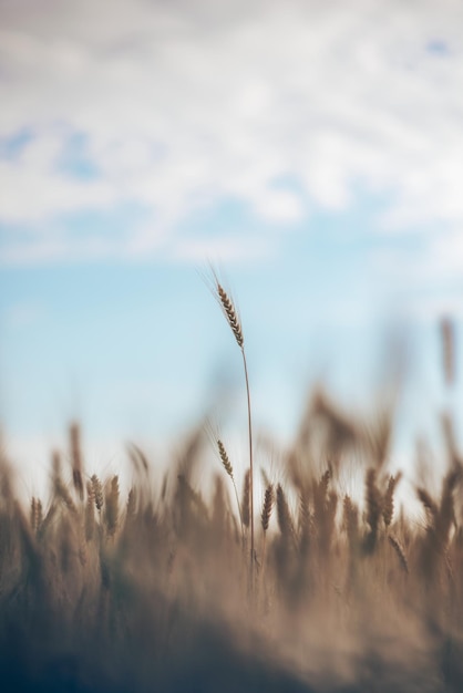 Grano nel campo con sfondo blu