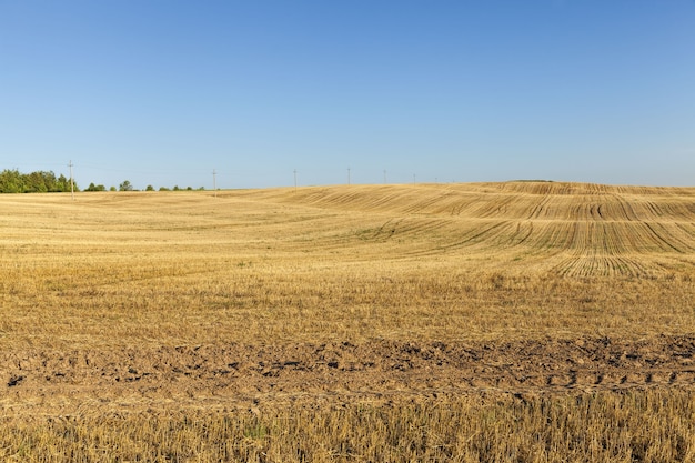 grano nel campo