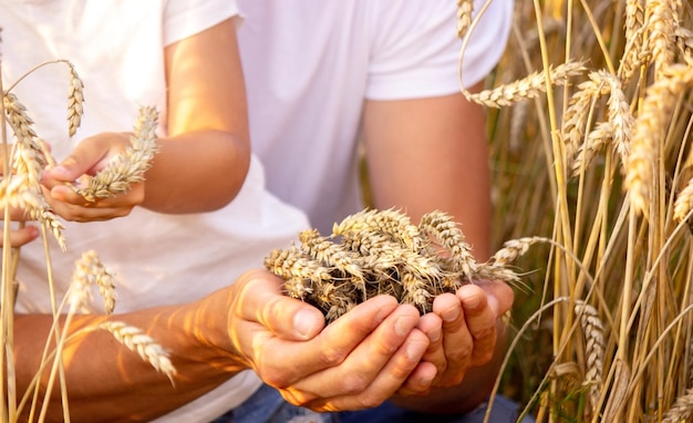 Grano nelle mani di un contadino e di un bambino.