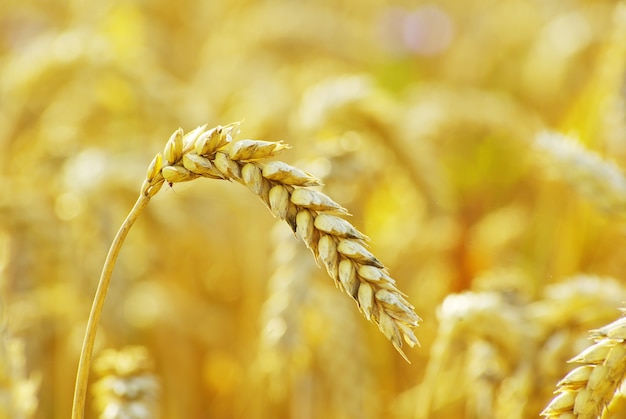 Grano pronto per il raccolto che cresce in un campo di fattoria