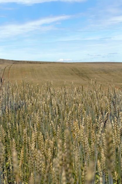 Grano secco acerbo prima della mietitura del grano