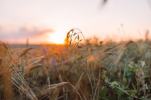 Grano selvatico dorato sul campo all'alba al tramonto profondità di campo agricoltura giardinaggio o eco...