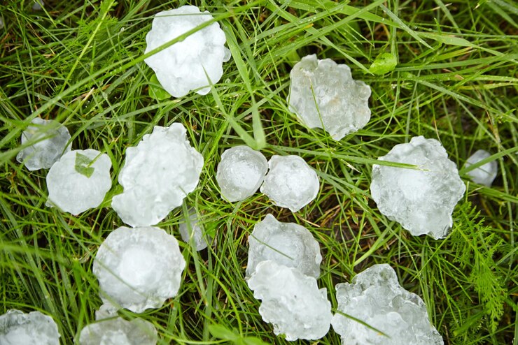 Grano sull'erba verde dopo la grandine Prato coperto di pietre di grandine dopo la grana