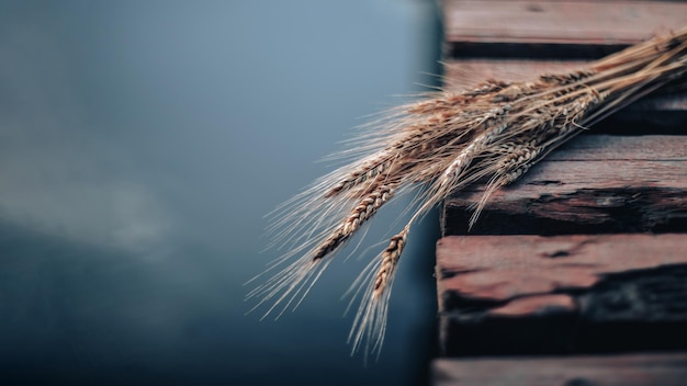 grano sulle tavole, su sfondi sfocati blu