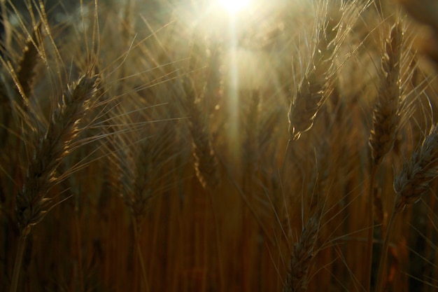 Grano tramonto fielt