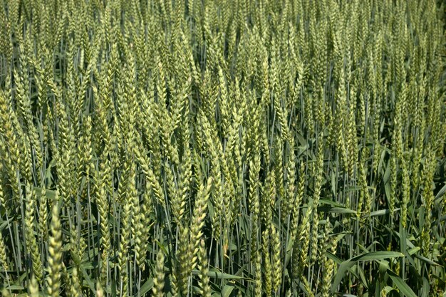 Grano una spiga verde che matura Primo piano di spighe verdi di grano invernale giovane