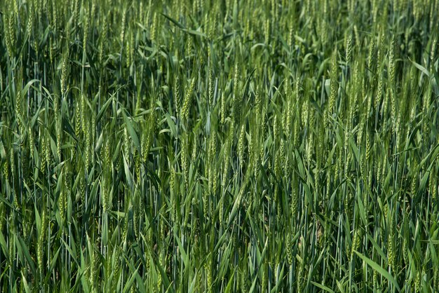 Grano verde al campo dell'azienda agricola biologica