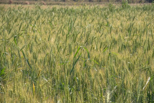 Grano verde al campo dell'azienda agricola biologica