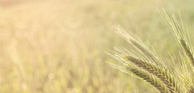 Grano verde. Avena, segale, orzo, raccolto estivo primo piano. Pannocchie di mais. Natura primaverile, coltivazione del grano. Messa a fuoco selettiva. Sfondo