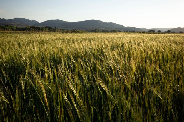 Grano Verde Che Cresce In Un Campo