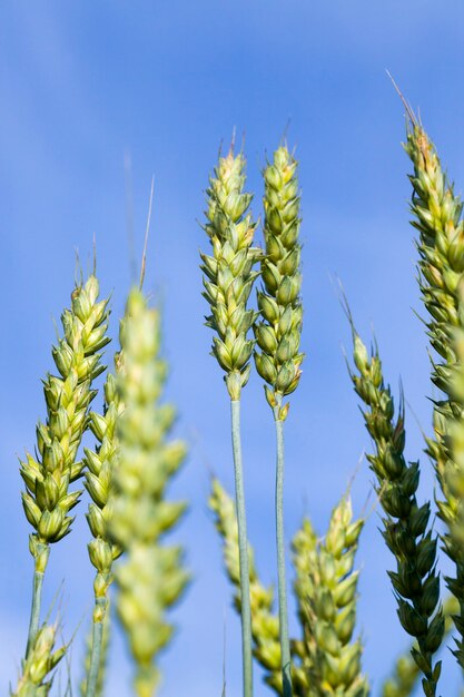 Grano verde contro il cielo blu