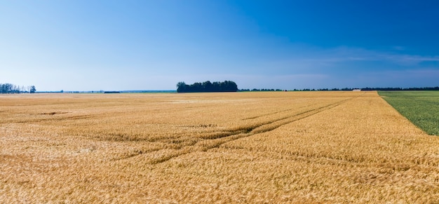 Grano verde e campi di segale gialla che crescono fianco a fianco, cereali di diversi tipi di colore giallo e verde