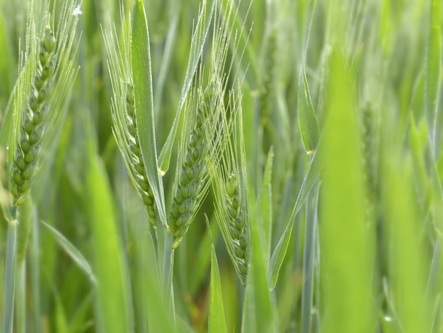 Grano verde in un campo