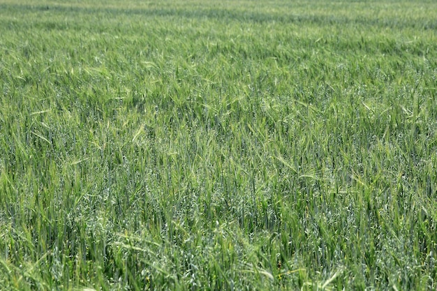 Grano verde su un fondo di struttura dell'erba del campo di grano