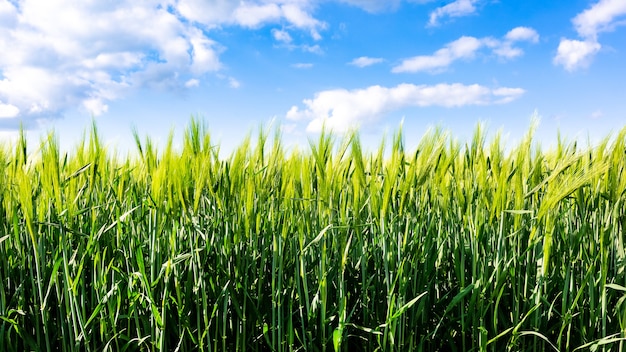 Grano verde sul campo