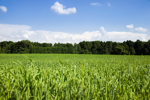 grano verde