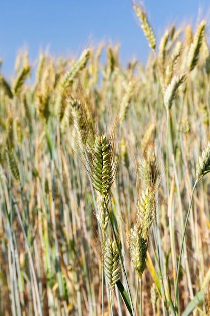 grano verde