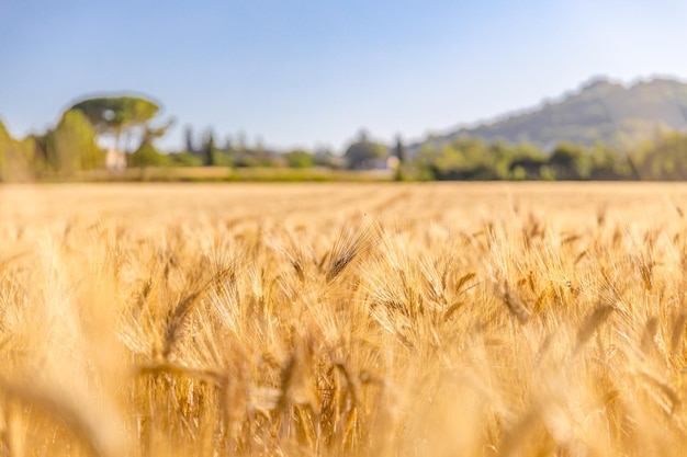 Grano volato panorama paesaggio rurale dorato. Spighe di grano alzato. Paesaggio idilliaco