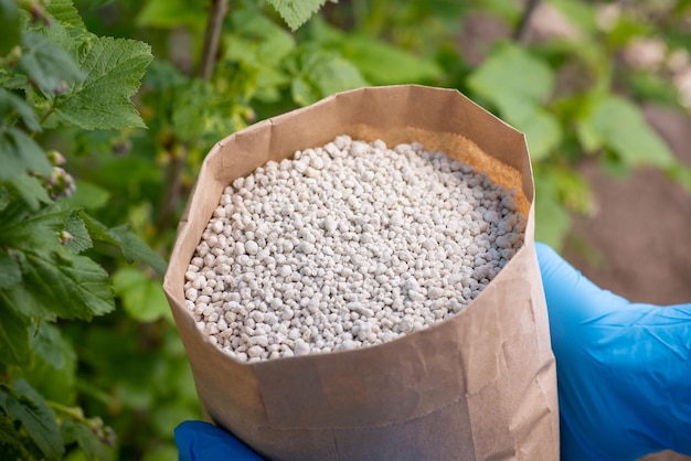 Granuli bianchi di fertilizzante nel sacchetto di carta nelle mani di un giardiniere prima della concimazione in primavera