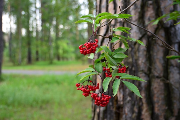 grappoli con bacche rosse di ashberry sul ramo isolato su sfondo tronco d'albero