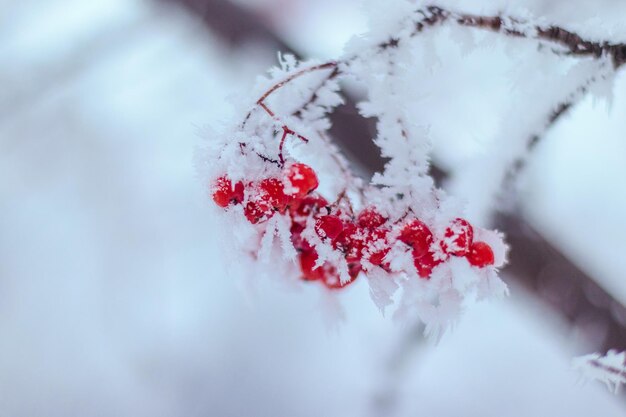 Grappoli crudi della sorba su un albero coperto di neve congelata. Sfondo invernale naturale orizzontale. Capodanno e Natale, copia spazio