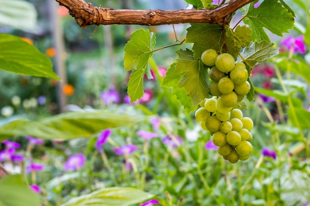 Grappoli d'uva bianca appesi in vigna
