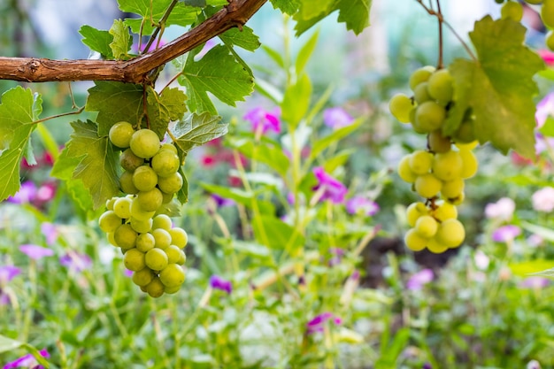 Grappoli d'uva bianca appesi in vigna