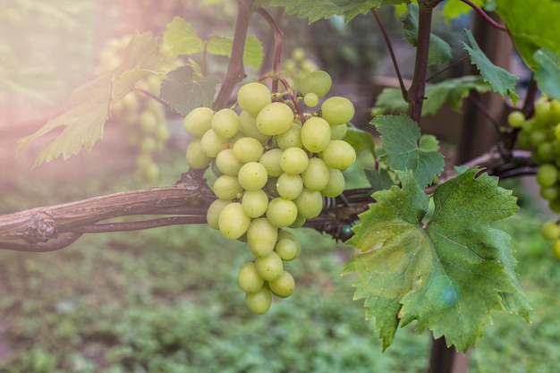 Grappoli d'uva bianca sulla vite in giardino. Uve succose mature fresche da vicino, tempo di raccolta