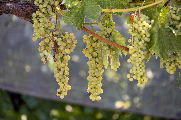 Grappoli d'uva che maturano al sole in Italia