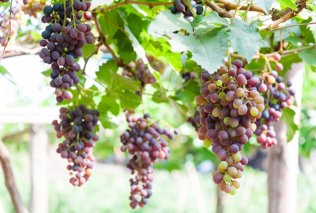 Grappoli d'uva da vino appesi alla vite con foglie verdi in giardino