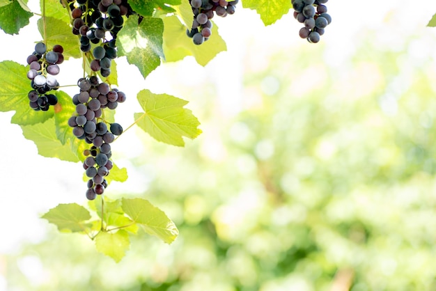 grappoli d'uva matura in giardino, raccolta, spazio per il testo, sfondo