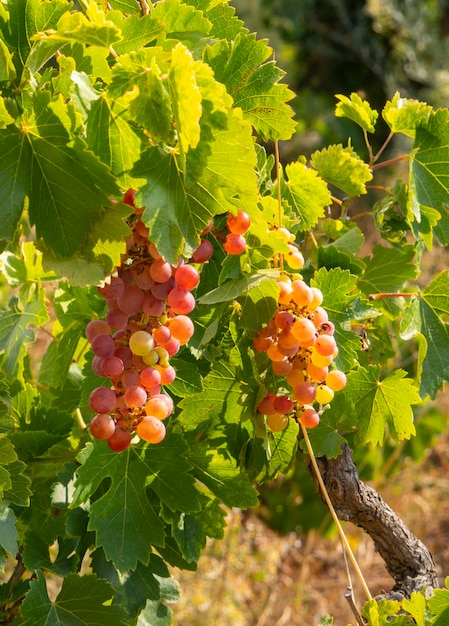 Grappoli d'uva rossa maturano sotto il dolce sole estivo sull'isola greca in Grecia