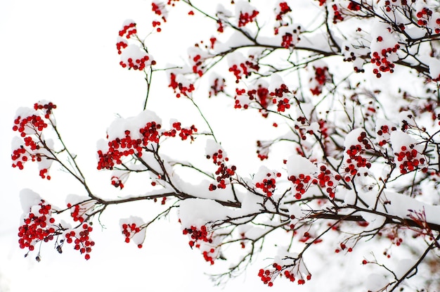 Grappoli di bacche di sorbo rosso sotto la neve, sfondo naturale per le vacanze stagionali