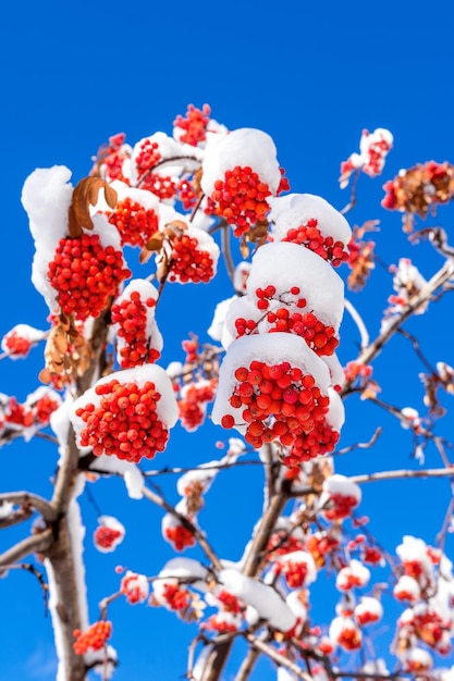 Grappoli di cenere di montagna rossa coperti con la prima neve contro il cielo blu