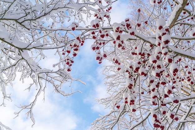 Grappoli di cenere di montagna rossa sui rami sono cosparsi di neve bianca