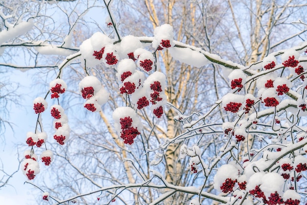 Grappoli di cenere di montagna rossa sui rami sono cosparsi di neve bianca