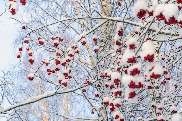 Grappoli di cenere di montagna rossa sui rami sono cosparsi di neve bianca